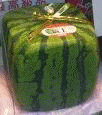 Square Melon