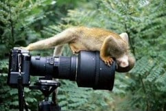 Where's the birdie?