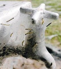 Moth Cemetery