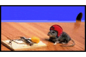 Funny picture of mouse trap