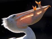 Pelican with fish