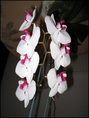 Beautiful Picture of Orchids