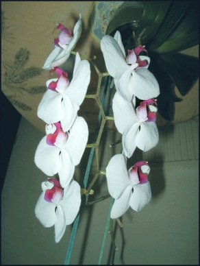 Picture of Orchids - enhanced