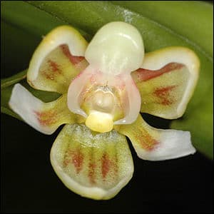 New Orchid discovered in Papua New Guinea Cadetia kutubu