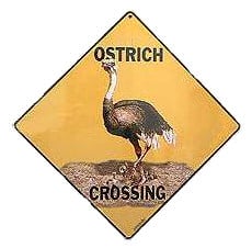 Ostrich Crossing