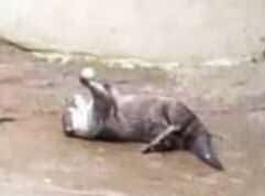 Otter juggling a ball