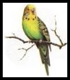 Parakeet RSPCA Joke