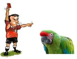 Referee Sends Off Parrot
