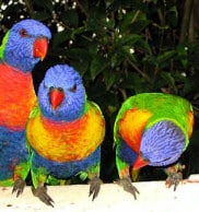 Funny Parrot Stories