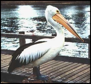 Pelican Picture Interesting stories