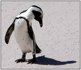 Who's that penguin behind me?