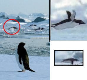 Flying Penquins