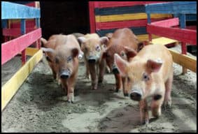 Pig Olympics