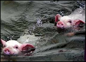 Pig Olympic swim