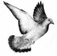 Strange but true story about a pigeon