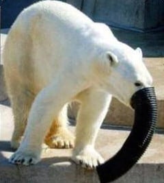 Polar bear elephant