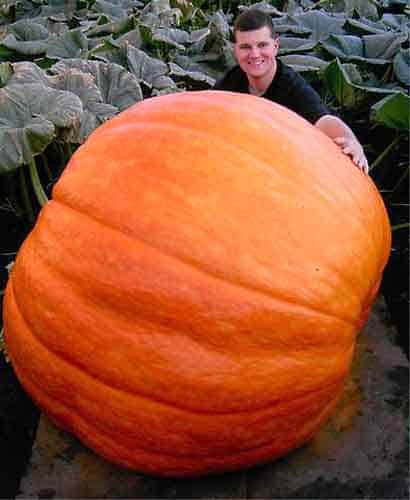 Pumpkin Walnut Tree Joke