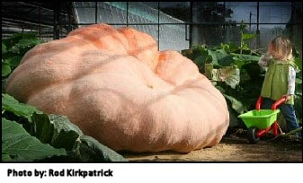 Pumpkin Record 2010 Uk