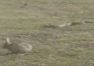 Rabbit and Snake