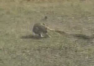 Snake strikes out at rabbit