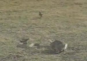 Rabbit chases snake's tail