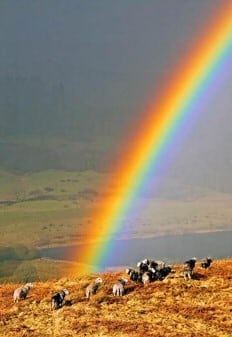 Sheep Rainbow