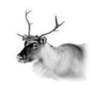 Drunken Elk