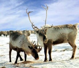 White Christmas Reindeer
