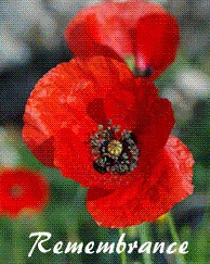 Poppy day 11th november