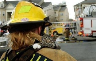 Rescued Cat