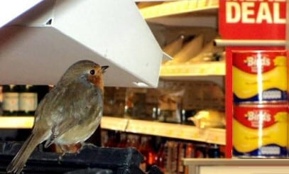 Robin Birds Custard