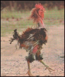 Chinese New Year 2017 - Rooster Jokes