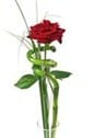 Love Quotes