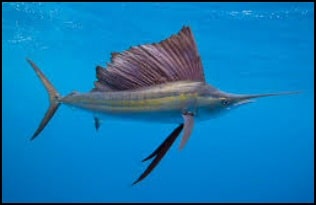 Sailfish