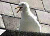 Dangerous Seagull spoils playtime
