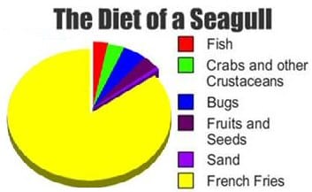 Dangerous Seagulls - please do not feed