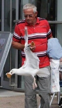 Seagulls eat ice-cream