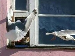 Dangerous Seagulls - please do not feed