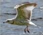 Seagull parable