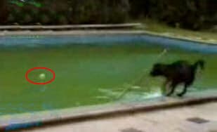 The world's smartest dog