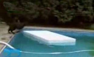 The world's smartest dog paddling