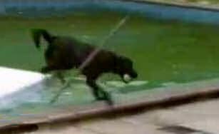 The smartest dog - get's ball