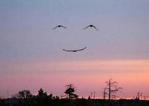 Smile in the sky - Birds