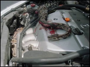 Why I was late for work - snake in the engine
