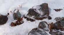 Camouflage in Nature
