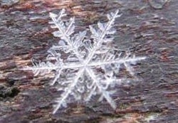 Snow flake