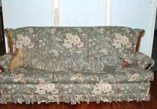 Chameleon camouflage