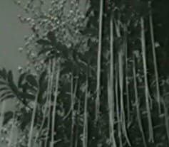Classic Spagetti Bush Hoax