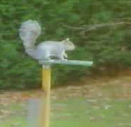 Squirrel video