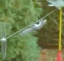 Squirrel assault course